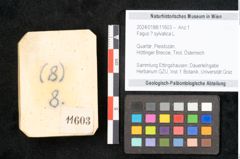 Foto (Objekt + Etikett) von Fagus sylvatica ? L. (NHMW-GEO-2024-0188-11603)